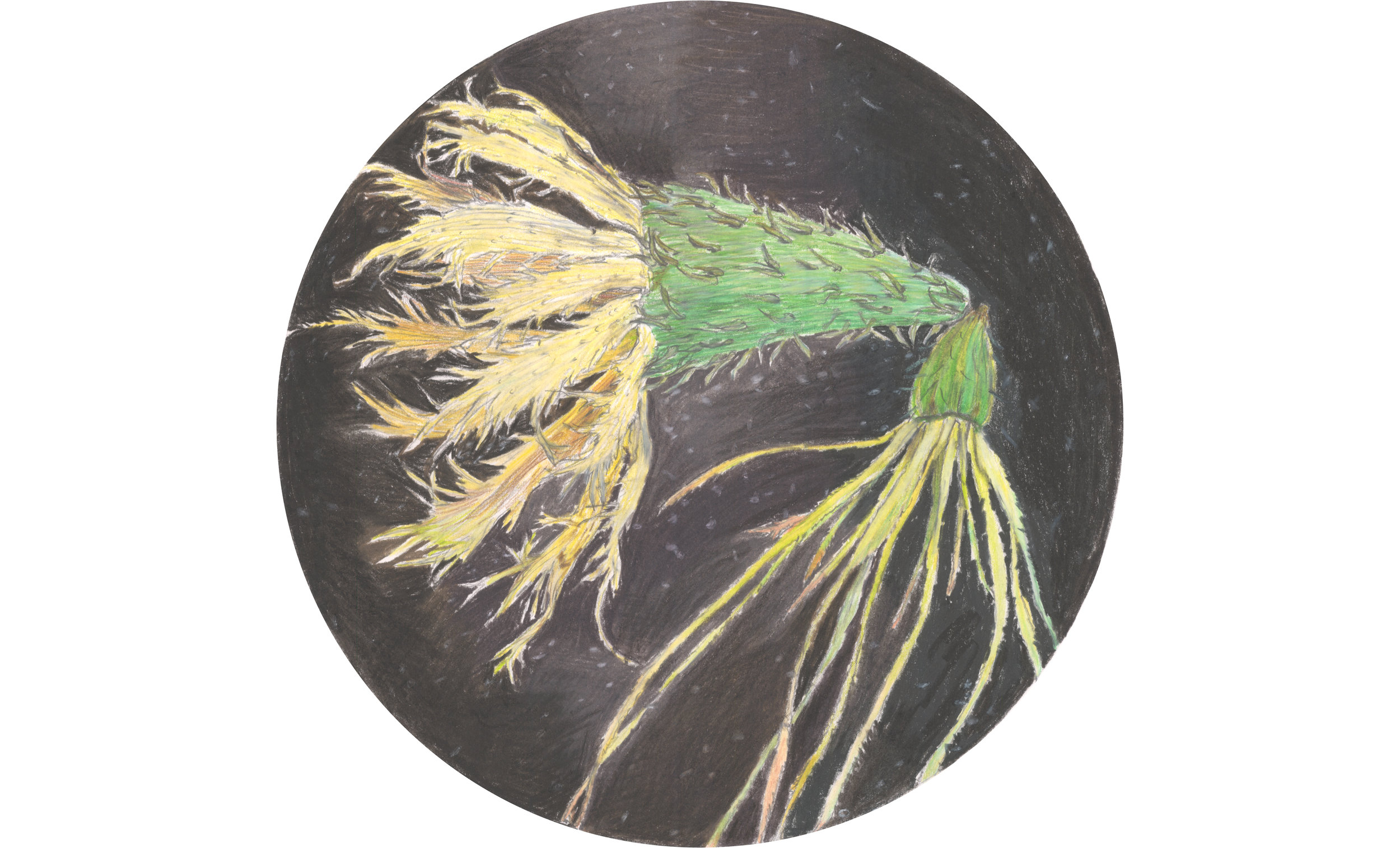 Xanthisma texanum-Galinsoga branchystephana/Phylum Cnidaria (sketch)