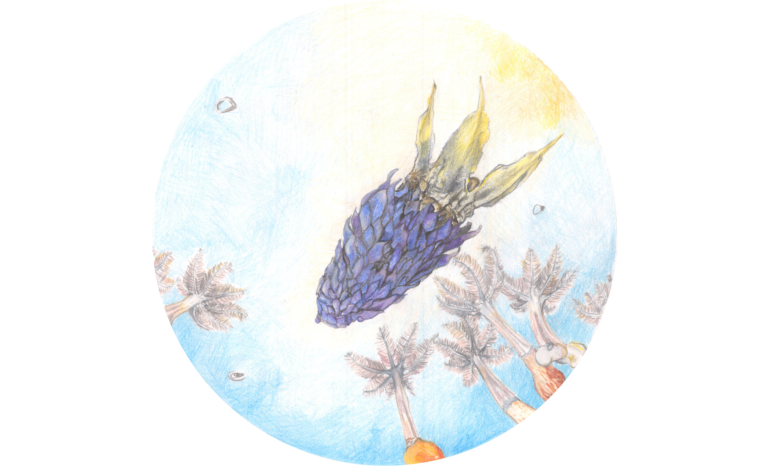 Eringium creticum (Apiaceae) - Crete eryugo / Sepia officinalis Linnaeus