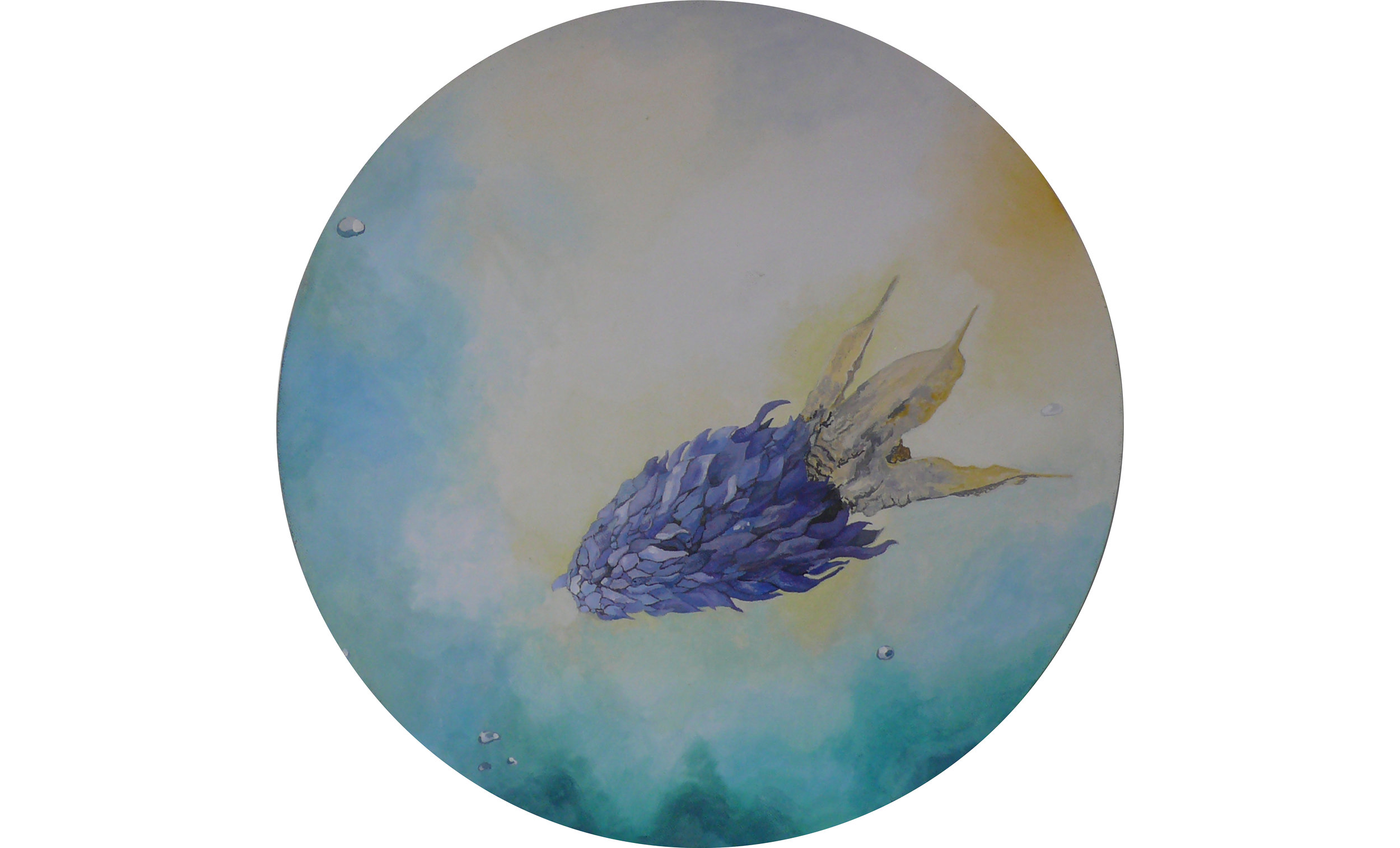 Eringium creticum (Apiaceae) - Crete eryugo / Sepia officinalis Linnaeus