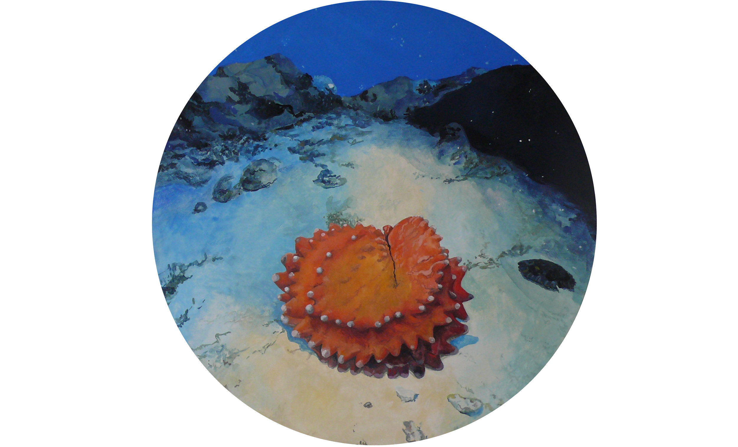 Prenia tetragona/Parastichopus johnsoni