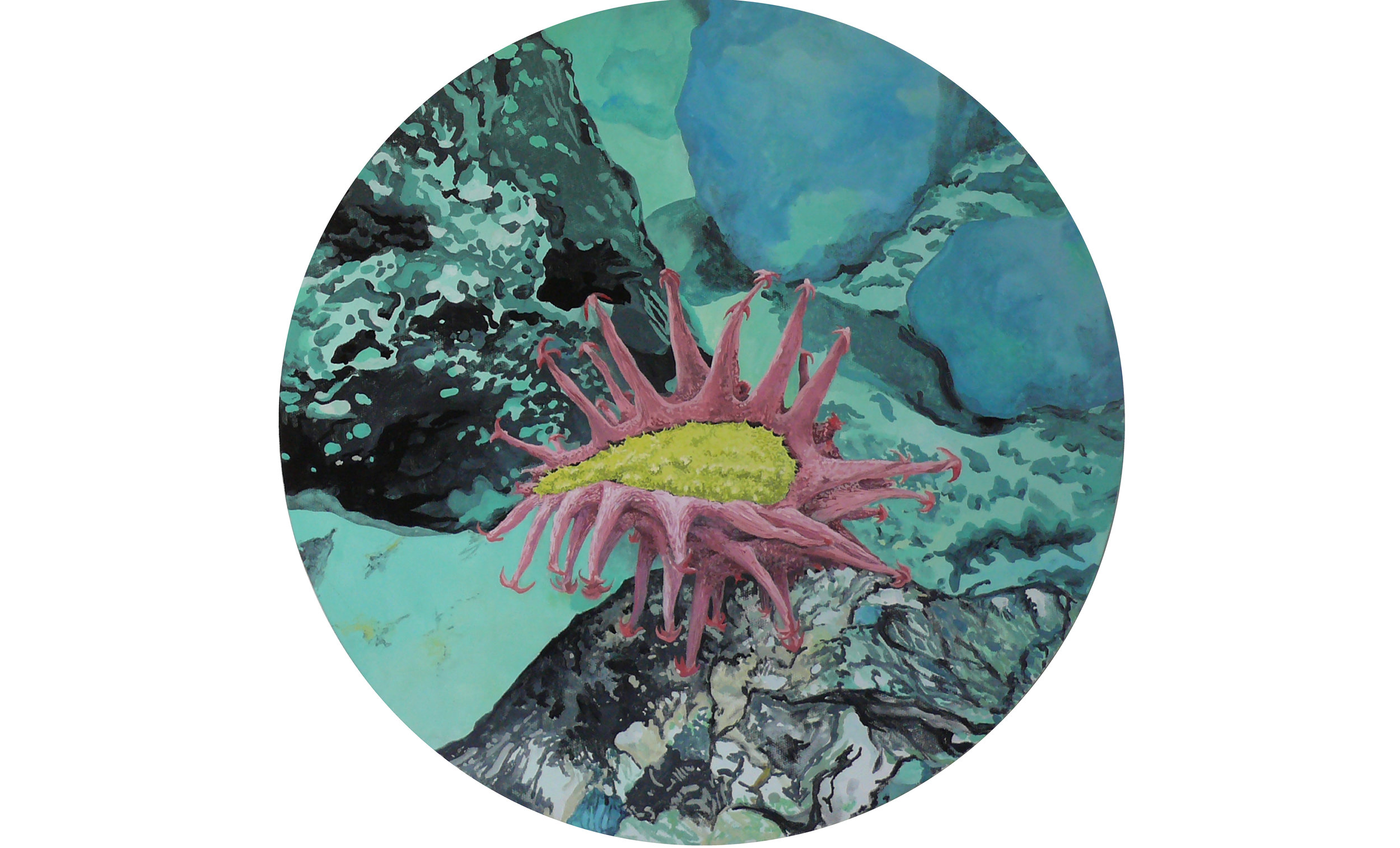 Heckelia deflexa var. americana/Octorallia: Alcyonacea