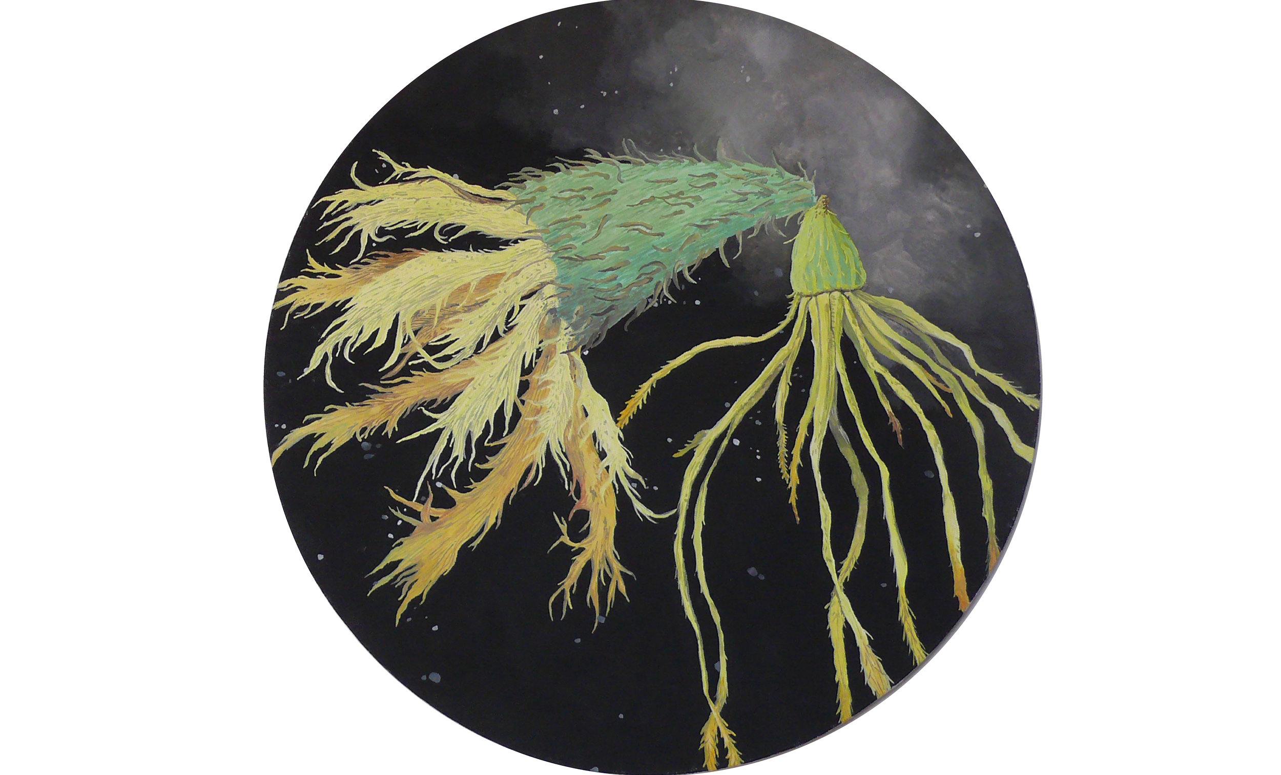 Xanthisma texanum-Galinsoga branchystephana/Phylum Cnidaria