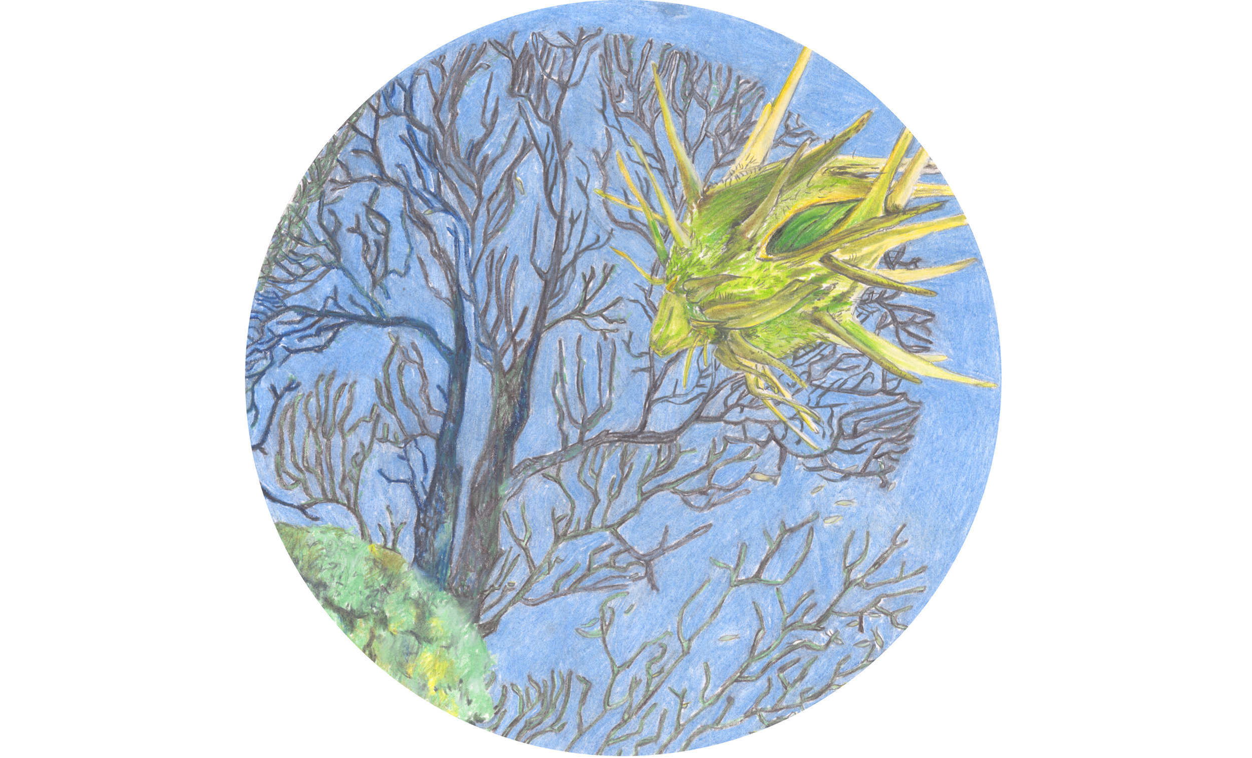 Cenchrus spinifex (Poaceae) - costal sandbur / Tetraodontidae