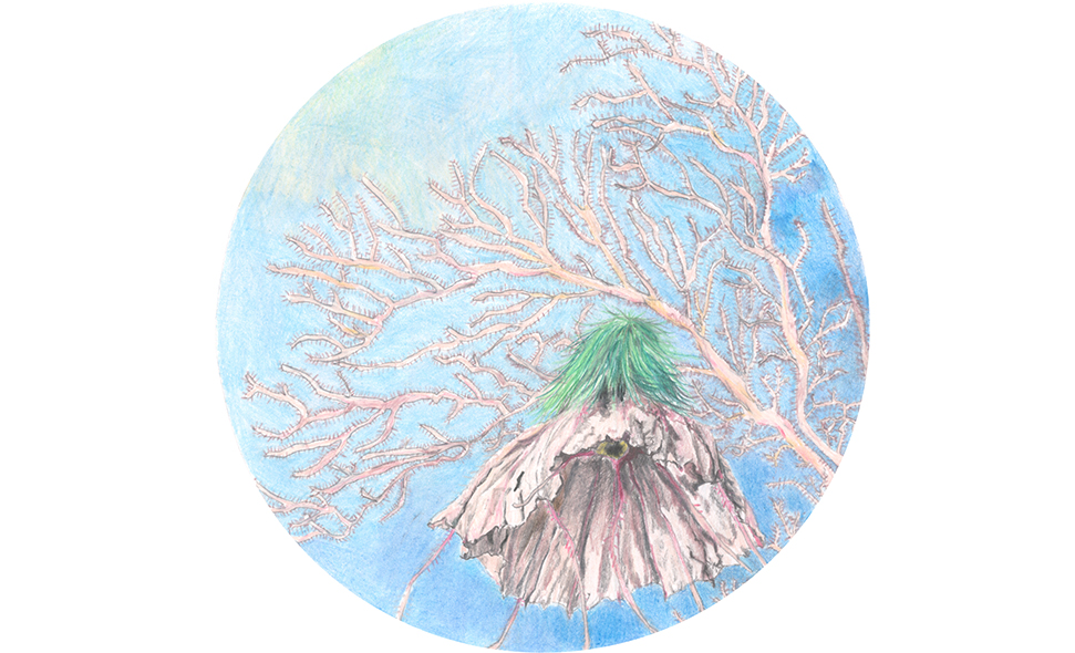 Sabiosa crenata (Dipsacaceae) / Chrusaora melanaster