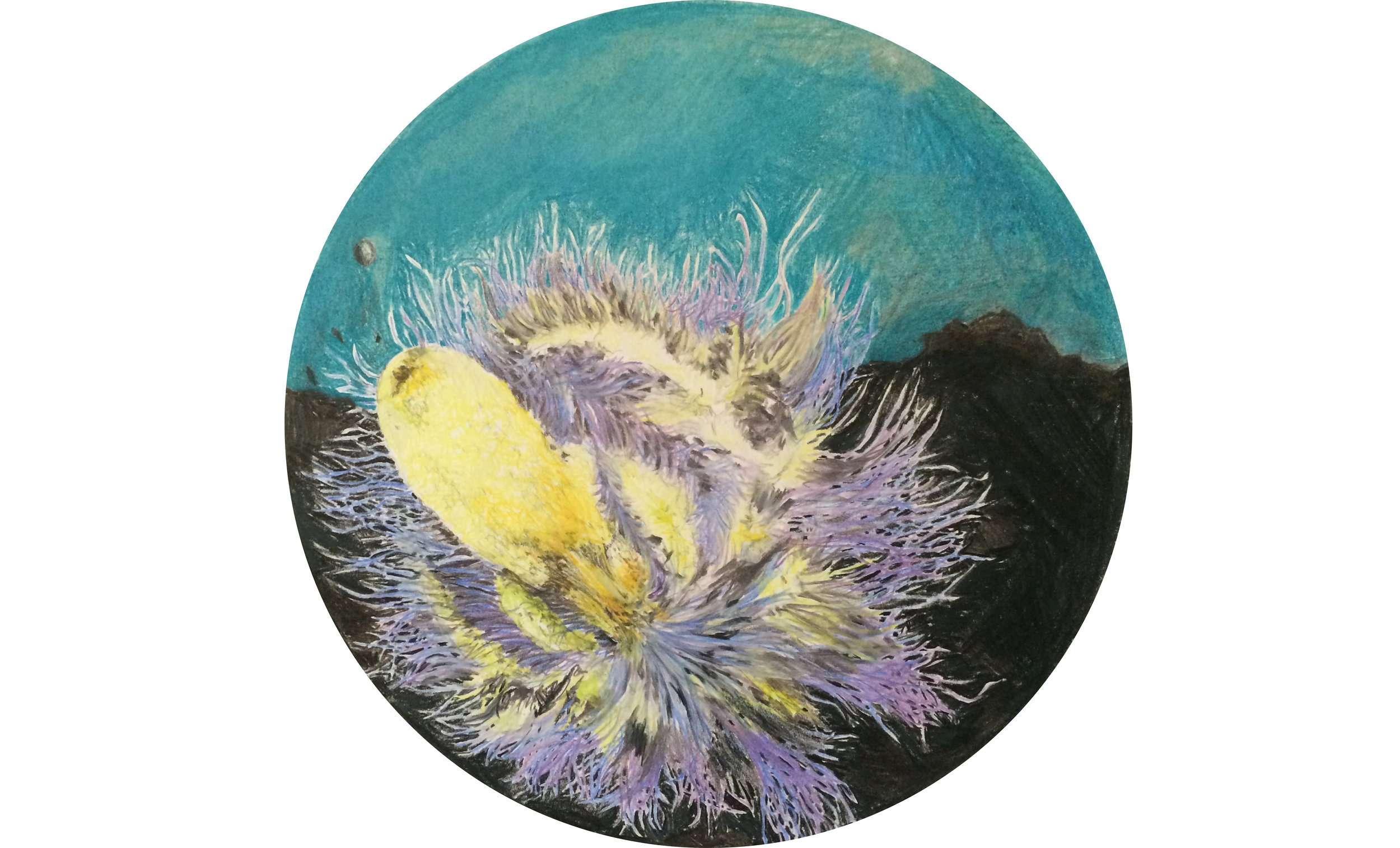 Alyogyne huegelii / Janohis barbarensis 