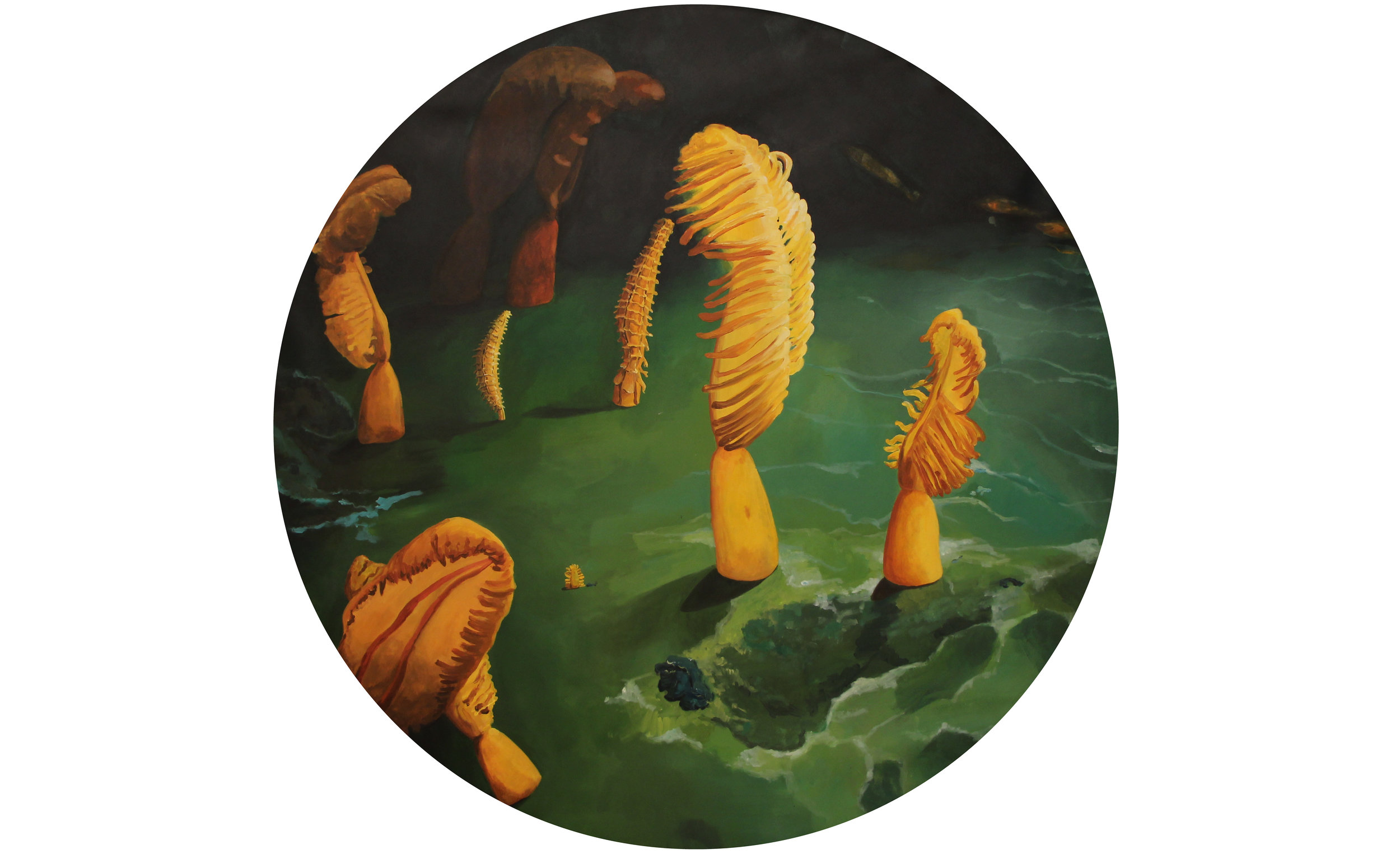 Pennatulacea / Urospermum picroides (Asteraceae)