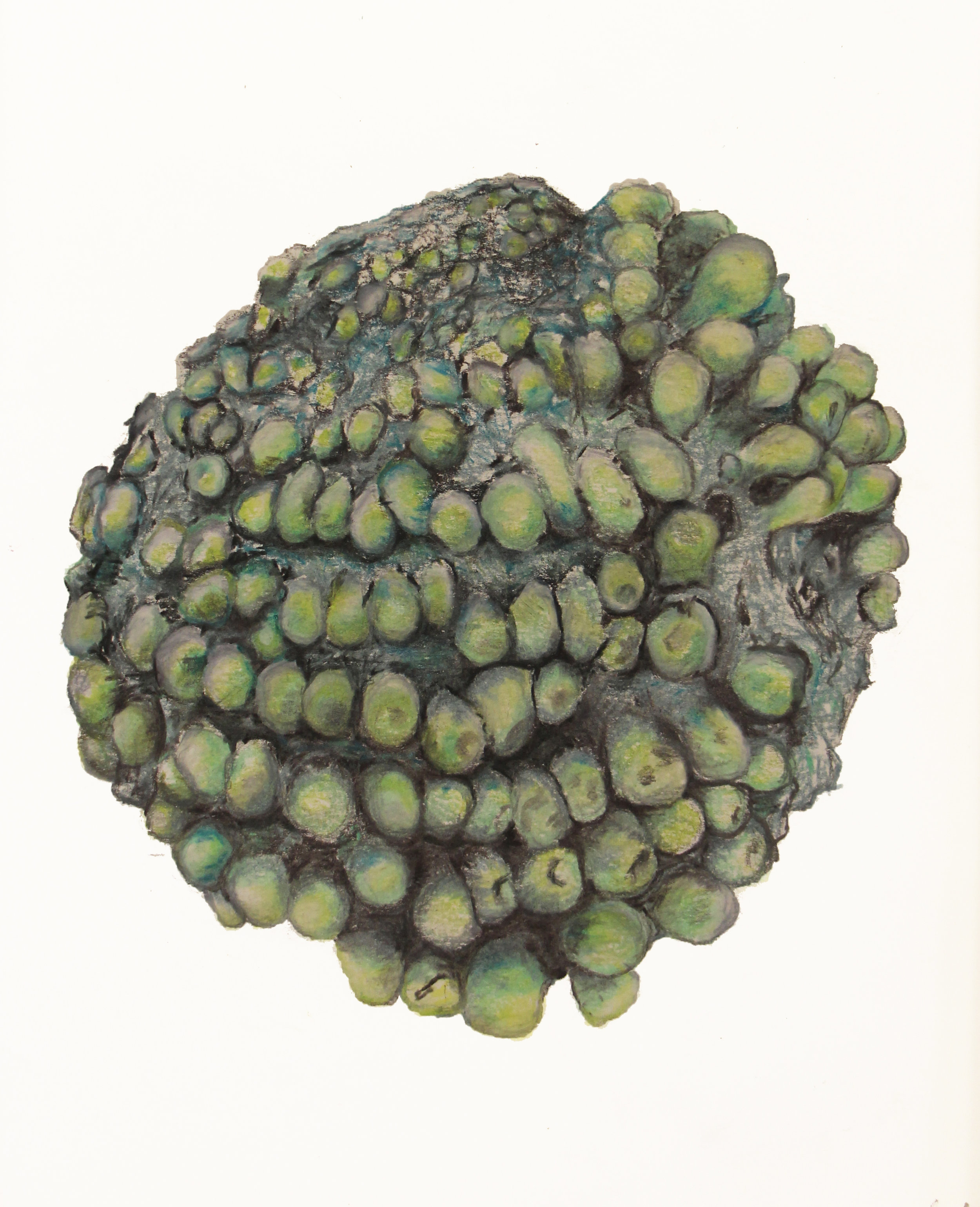 Glottophyllum oligocarpum (Aizoaceae)