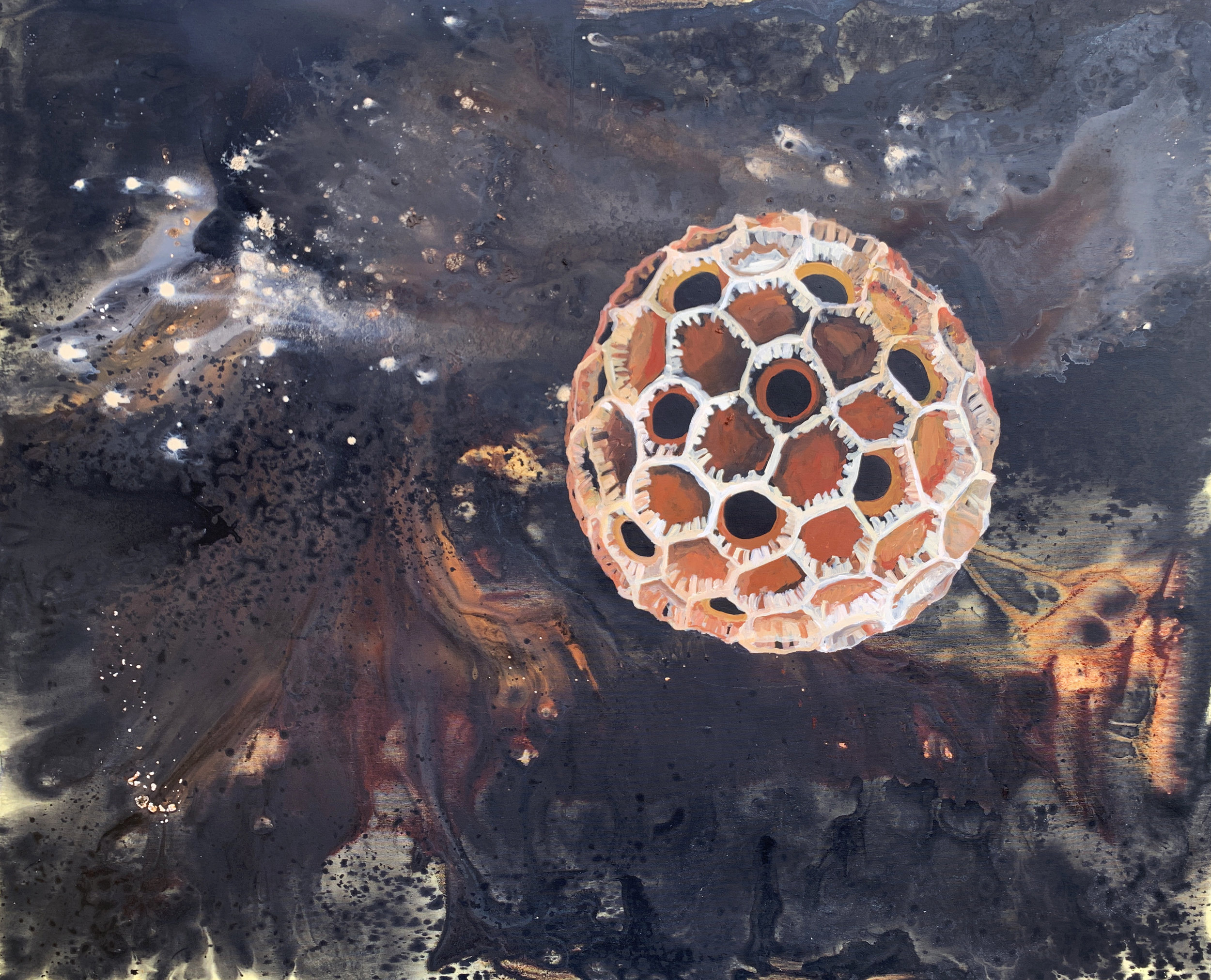 Pelod kobeje (Cobeae scandens)