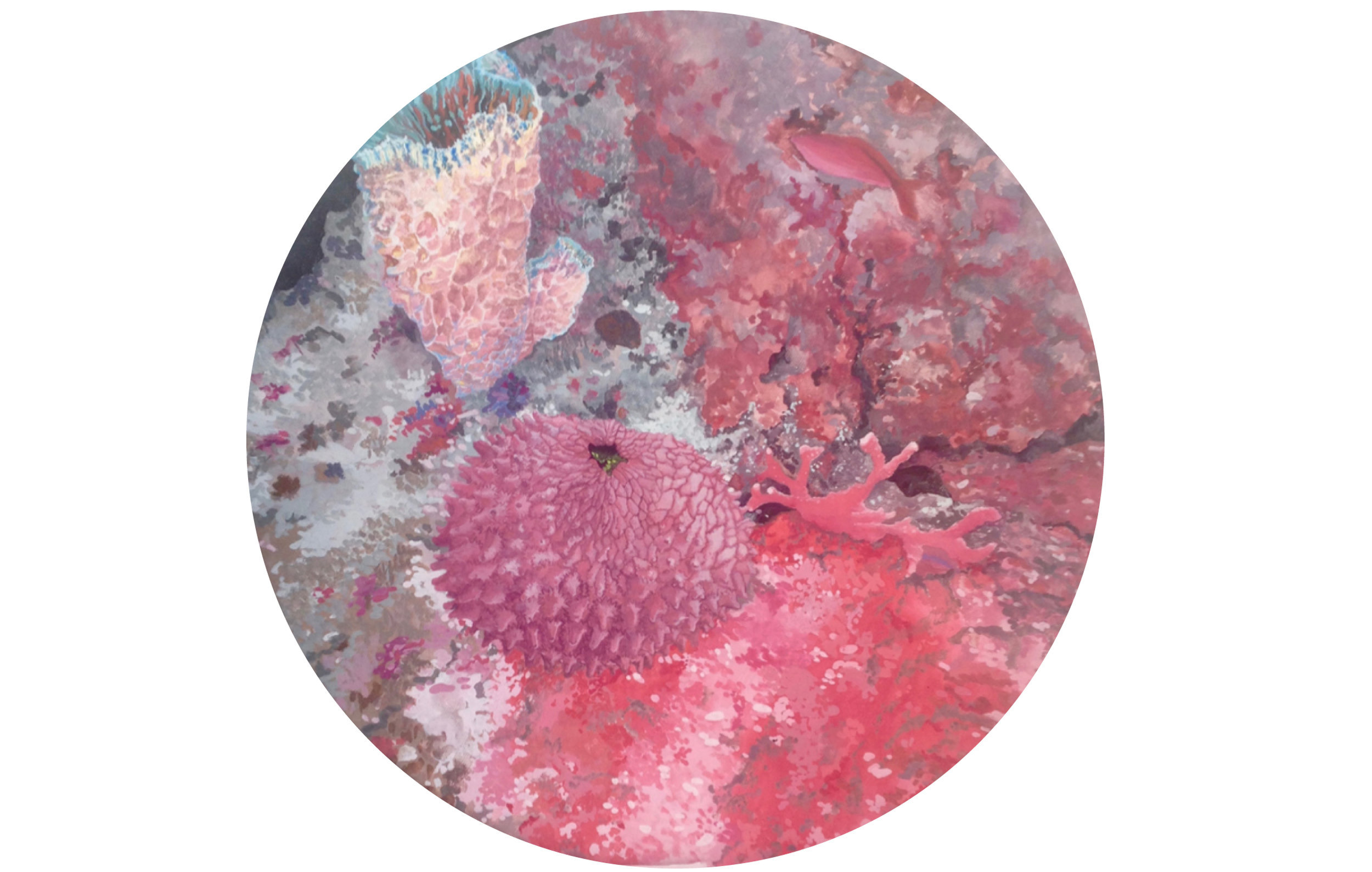 Antirrhinum orontium/Echinochalina sp. 