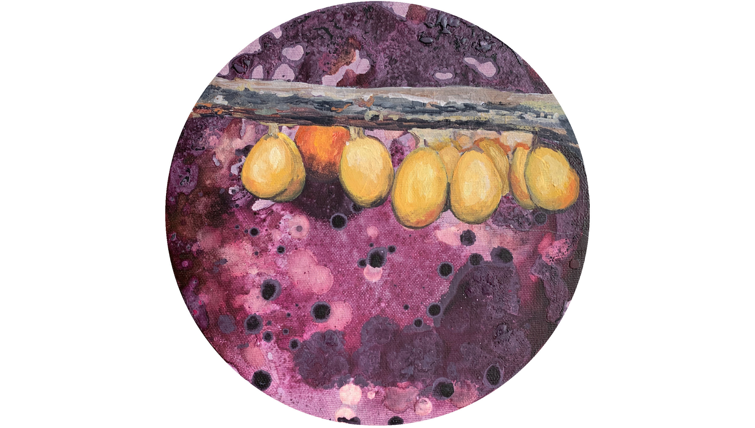 Leocarpus fragilis/mikroorganizmi zemlje