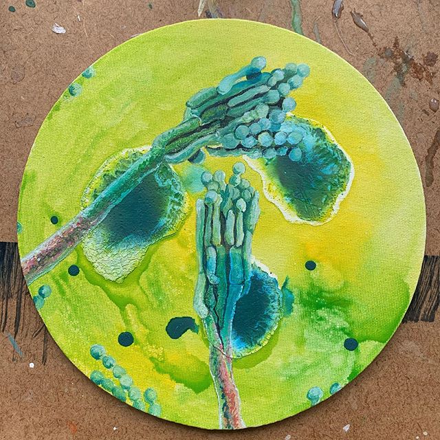 Penicillium roqueforti  me&scaron;ana tehnika, premer 20cm,