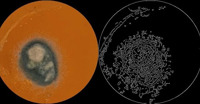 Video si lahko ogledate na spodnji povezavi  https://vimeo.com/381757196?ref=em-share