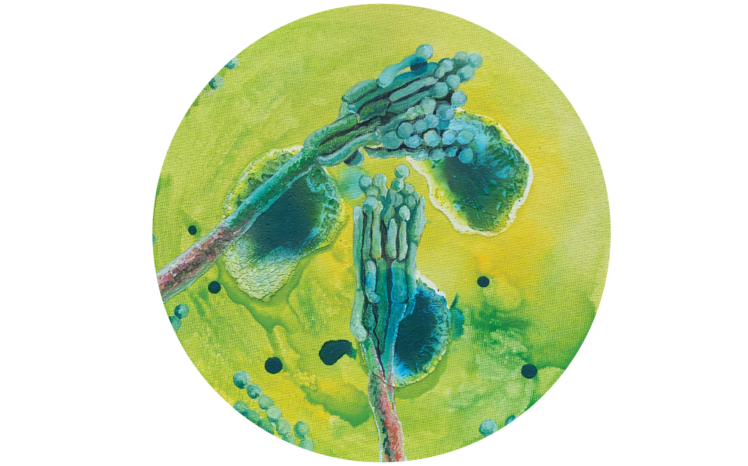 Penicillium roqueforti