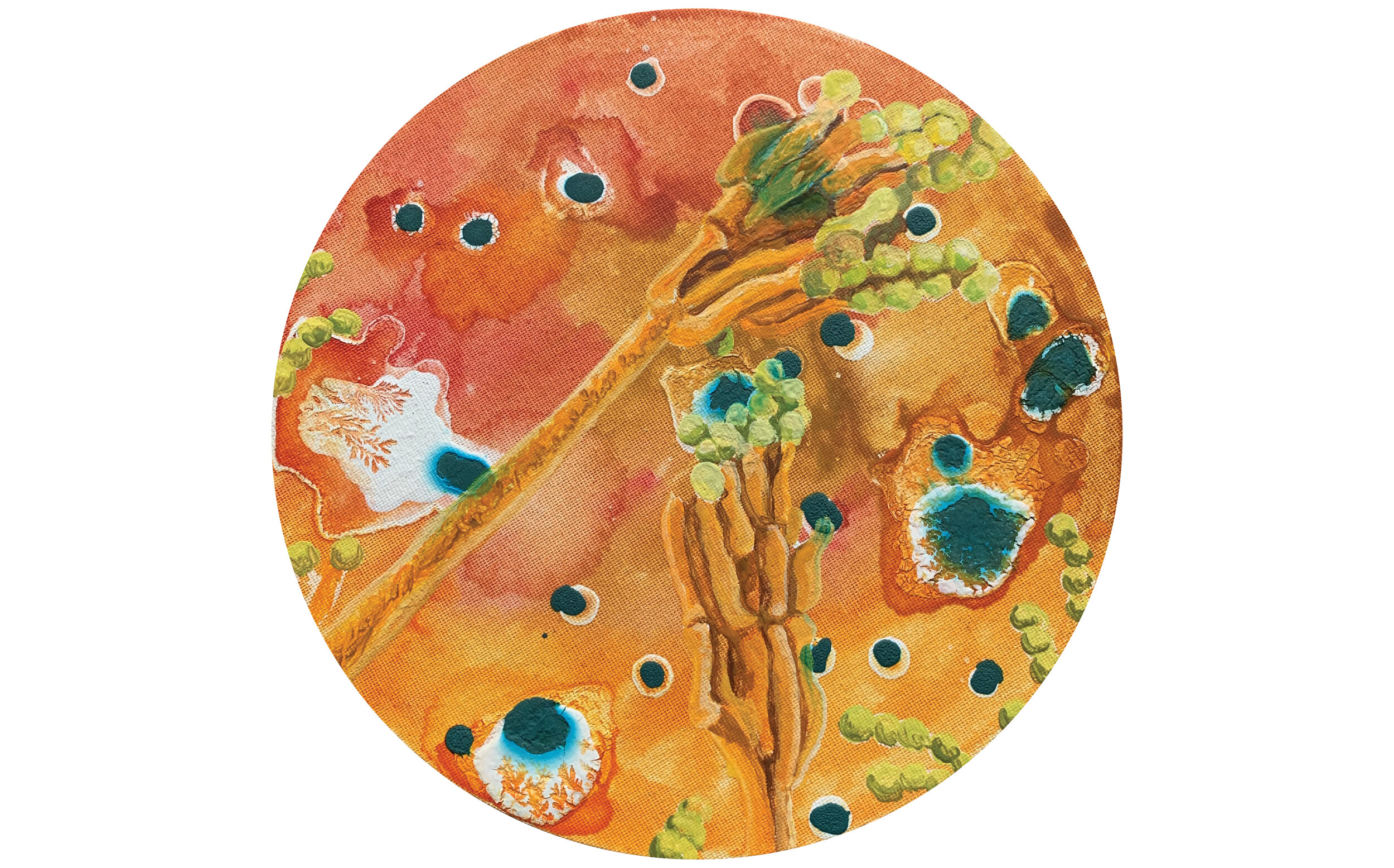 Penicillium camemberti