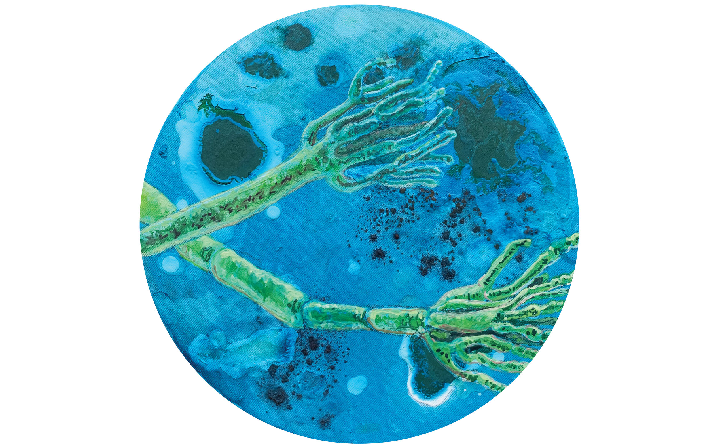 Penicillium roqueforti